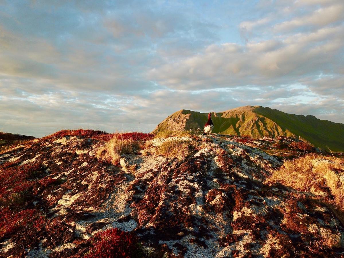 Lofoten Troll View Bostad Eksteriør bilde